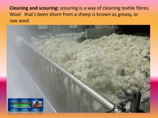 Cleaning and scouring: scouring is a way of cleaning textile fibres.
Wool that's been shorn from a sheep is known as greasy, or
raw wool
 