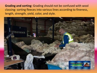 Grading and sorting: Grading should not be confused with wool
classing: sorting fleeces into various lines according to fineness,
length, strength, yield, color, and style.
 