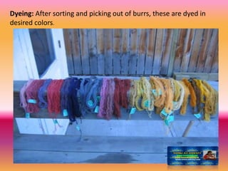 Dyeing: After sorting and picking out of burrs, these are dyed in
desired colors.
 