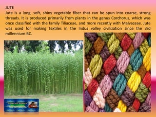JUTE
Jute is a long, soft, shiny vegetable fiber that can be spun into coarse, strong
threads. It is produced primarily from plants in the genus Corchorus, which was
once classified with the family Tiliaceae, and more recently with Malvaceae. Jute
was used for making textiles in the Indus valley civilization since the 3rd
millennium BC.
 