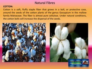 Natural Fibres
COTTON:
Cotton is a soft, fluffy staple fiber that grows in a boll, or protective case,
around the seeds of the cotton plants of the genus Gossypium in the mallow
family Malvaceae. The fiber is almost pure cellulose. Under natural conditions,
the cotton bolls will increase the dispersal of the seeds.
 