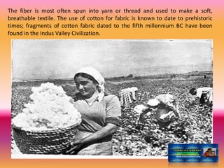The fiber is most often spun into yarn or thread and used to make a soft,
breathable textile. The use of cotton for fabric is known to date to prehistoric
times; fragments of cotton fabric dated to the fifth millennium BC have been
found in the Indus Valley Civilization.
 