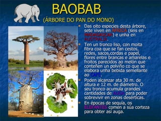 BAOBAB  (ÁRBORE DO PAN DO MONO) Das oito especies desta árbore, sete viven en  ÁFRICA  (seis en  MADAGASCAR ) e unha en  AUSTRALIA . Ten un tronco liso, con moita fibra coa que se fan cestos, redes, sacos,cordas e papel, flores entre brancas e amarelas e froitos parecidos ao melón que conteñen un polviño co que se elabora unha bebida semellante ao  CAFÉ . Poden alcanzar ata 30 m. de altura e 12 m. de diámetro. O seu tronco acumula grandes cantidades de  AUGA  para poder sobrevivir en zonas desérticas. En épocas de sequía, os  ELEFANTES  comen a súa corteza para obter así auga. 