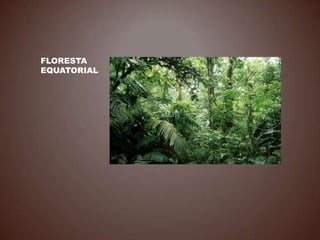 FLORESTA
EQUATORIAL
 