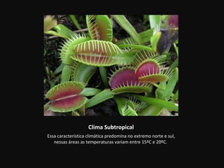 Clima Subtropical
Essa característica climática predomina no extremo norte e sul,
   nessas áreas as temperaturas variam entre 15ºC e 20ºC.
 