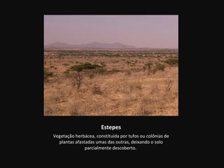 Estepes
Vegetação herbácea, constituída por tufos ou colônias de
  plantas afastadas umas das outras, deixando o solo
               parcialmente descoberto.
 
