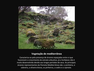 Vegetação de mediterrânea
   Caracteriza-se pela presença de árvores espaçadas entre si que
 favorecem o crescimento do extrato arbustivo, já o herbáceo não é
muito desenvolvido devido aos longos períodos de seca. As principais
árvores representantes da Floresta Mediterrânea são: a azinheira, o
    sobreiro, a oliveira-brava, os pinheiros, o cedro e o cipreste.
 