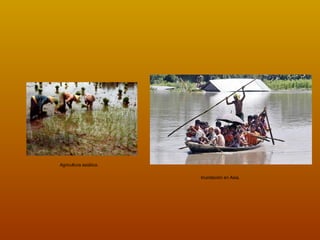 Agricultura asiática. Inundación en Asia. 