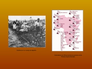 Colonialismo en África durante el comienzo de la Primera Guerra Mundial. Esclavos en un campo de algodón.   