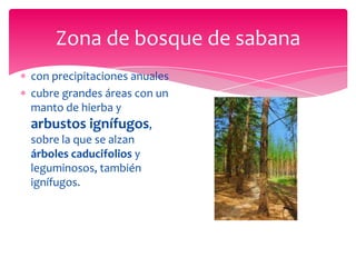 Zona de bosque de sabana
con precipitaciones anuales
cubre grandes áreas con un
manto de hierba y
arbustos ignífugos,
sobre la que se alzan
árboles caducifolios y
leguminosos, también
ignífugos.
 