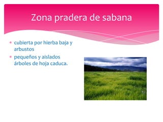 Zona pradera de sabana

cubierta por hierba baja y
arbustos
pequeños y aislados
árboles de hoja caduca.
 