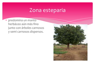 Zona esteparia
predomina un manto
herbáceo aún más fino
junto con árboles carnosos
y semi carnosos dispersos.
 