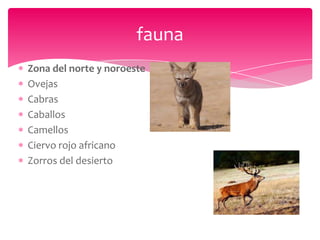 fauna
Zona del norte y noroeste
Ovejas
Cabras
Caballos
Camellos
Ciervo rojo africano
Zorros del desierto
 