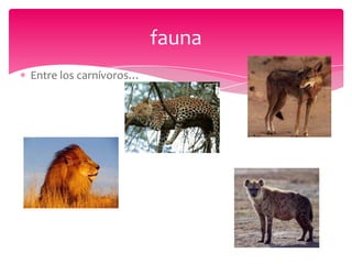 fauna
Entre los carnívoros…
 