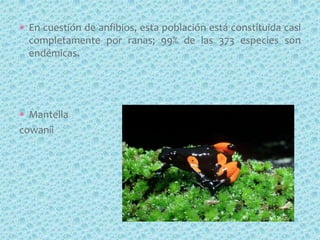 En cuestión de anfibios, esta población está constituida casi
 completamente por ranas; 99% de las 373 especies son
 endémicas.




  Mantella
cowanii
 