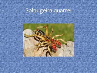 Solpugeira quarrei
 