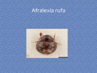 Afralexia rufa
 