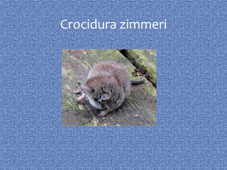 Crocidura zimmeri
 