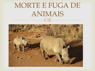 MORTE E FUGA DE 
ANIMAIS 
 
 