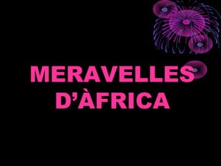 MERAVELLES
D’ÀFRICA
 