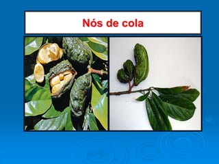 Nós de cola
 