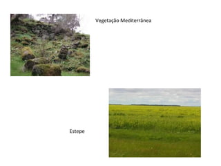 Vegetação Mediterrânea Estepe 