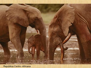 República Centro -Africana 