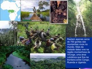 Restam apenas cerca de 700 gorilas das montanhas vivos no mundo. Mais da metade deles vive na região montanhosa de Virunga, uma área vulcânica que fica na fronteira entre Congo, Ruanda e Uganda.  