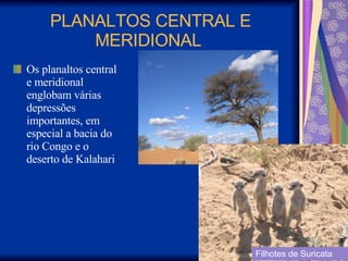 PLANALTOS CENTRAL E MERIDIONAL  Os planaltos central e meridional englobam várias depressões importantes, em especial a bacia do rio Congo e o deserto de Kalahari  Filhotes de Suricata 