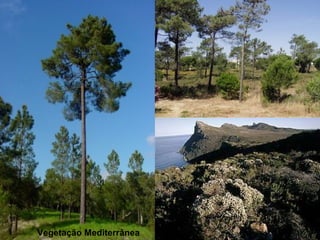 Vegetação Mediterrânea
 