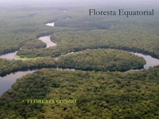 Floresta Equatorial
• FLORESTA CONGO
 