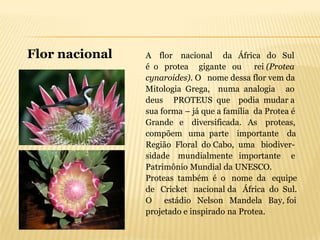 Flor nacional   A flor nacional da África do Sul
                é o protea gigante ou rei (Protea
                cynaroides). O nome dessa flor vem da
                Mitologia Grega, numa analogia ao
                deus PROTEUS que podia mudar a
                sua forma – já que a família da Protea é
                Grande e diversificada. As proteas,
                compõem uma parte importante da
                Região Floral do Cabo, uma biodiver-
                sidade mundialmente importante e
                Patrimônio Mundial da UNESCO.
                Proteas também é o nome da equipe
                de Cricket nacional da África do Sul.
                O estádio Nelson Mandela Bay, foi
                projetado e inspirado na Protea.
 