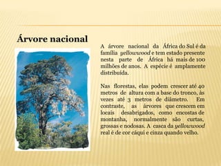 Árvore nacional
                  A árvore nacional da África do Sul é da
                  família yellowwood e tem estado presente
                  nesta parte de África há mais de 100
                  milhões de anos. A espécie é amplamente
                  distribuída.

                  Nas florestas, elas podem crescer até 40
                  metros de altura com a base do tronco, às
                  vezes até 3 metros de diâmetro. Em
                  contraste, as árvores que crescem em
                  locais desabrigados, como encostas de
                  montanha, normalmente são curtas,
                  grossas e nodosas. A casca da yellowwood
                  real é de cor cáqui e cinza quando velho.
 