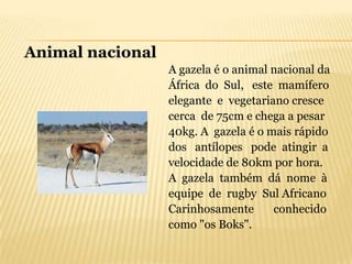Animal nacional
                  A gazela é o animal nacional da
                  África do Sul, este mamífero
                  elegante e vegetariano cresce
                  cerca de 75cm e chega a pesar
                  40kg. A gazela é o mais rápido
                  dos antílopes pode atingir a
                  velocidade de 80km por hora.
                  A gazela também dá nome à
                  equipe de rugby Sul Africano
                  Carinhosamente      conhecido
                  como "os Boks".
 