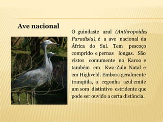 Ave nacional
               O guindaste azul (Anthropoides
               Paradisia), é a ave nacional da
               África do Sul. Tem pescoço
               comprido e pernas longas. São
               vistos comumente no Karoo e
               também em Kwa-Zulu Natal e
               em Highveld. Embora geralmente
               tranqüila, a cegonha azul emite
               um som distintivo estridente que
               pode ser ouvido a certa distância.
 