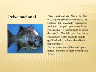Peixe nacional da África do Sul
Peixe nacional
                 é o Galjoen (Dichistius capensis). O
                 Galjoen foi escolhido como peixe
                 nacional do país por causa de seu
                 endemismo – é encontrado ao longo
                 da costa da Namíbia para Durban, e
                 em nenhum outro lugar do mundo –
                 qualidades de combate, abundância e
                 popularidade.
                 De cor quase completamente preta,
                 porém, em áreas de areia a cor é prata
                 Bronze.
 