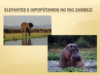 ELEFANTES E HIPOPÓTAMOS NO RIO ZAMBEZI
 