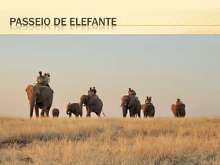 PASSEIO DE ELEFANTE
 