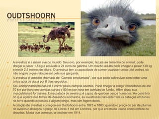 OUDTSHOORN
 A avestruz é a maior ave do mundo. Seu ovo, por exemplo, faz jús ao tamanho do animal: pode
chegar a pesar 1,5 kg e equivale a 24 ovos de galinha. Um macho adulto pode chegar a pesar 130 kg
e medir 2,5 metros de altura. O avestruz tem a capacidade de comer qualquer coisa (até pedra), só
não engole o que não passar pela sua garganta.
 A avestruz é também chamada de “Camelo emplumado”, por que pode sobreviver sem beber uma
única gota de água por 8 dias seguidos.
 Seu comportamento natural é correr pelos campos abertos. Pode chegar a atingir velocidades de até
70 km por hora em corridas curtas e 50 km por hora em corridas de fundo.. Além disso sua
musculatura é fortíssima. Uma patada de avestruz é capaz de quebrar ossos humanos. Ao contrário
do que aparce nos filmes de desenhos animados, as avestruzes não enterram as cabeças em tocas
na terra quando expostas a algum perigo, mas sim fogem deles.
 A criação de avestruz começou em Oudtshoorn entre 1875 e 1880, quando o preço do par de plumas
de avestruz alcançou o preço de Libras 1 mil em Londres, por que era muito usada como enfeite de
chapéus. Moda que começou a declinar em 1914.
 
