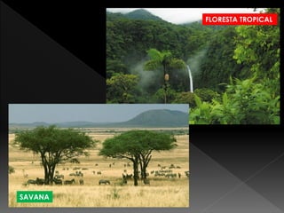 FLORESTA TROPICAL 
SAVANA  