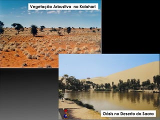 Vegetação Arbustiva no Kalahari 
Oásis no Deserto do Saara  