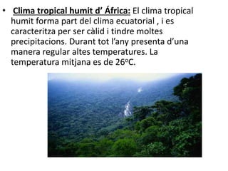 • Clima tropical humit d’ África: El clima tropical
humit forma part del clima ecuatorial , i es
caracteritza per ser càlid i tindre moltes
precipitacions. Durant tot l’any presenta d’una
manera regular altes temperatures. La
temperatura mitjana es de 26oC.
 