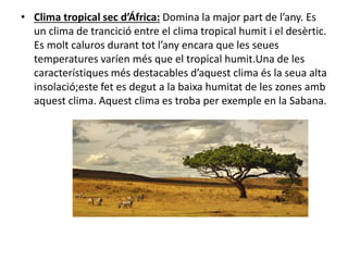 • Clima tropical sec d’África: Domina la major part de l’any. Es
un clima de trancició entre el clima tropical humit i el desèrtic.
Es molt caluros durant tot l’any encara que les seues
temperatures varíen més que el tropical humit.Una de les
característiques més destacables d’aquest clima és la seua alta
insolació;este fet es degut a la baixa humitat de les zones amb
aquest clima. Aquest clima es troba per exemple en la Sabana.
 