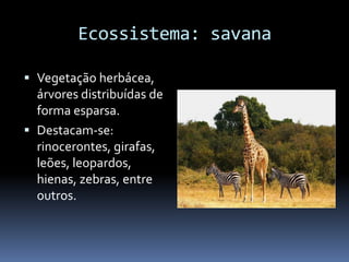 Ecossistema: savana
 Vegetação herbácea,
árvores distribuídas de
forma esparsa.
 Destacam-se:
rinocerontes, girafas,
leões, leopardos,
hienas, zebras, entre
outros.
 