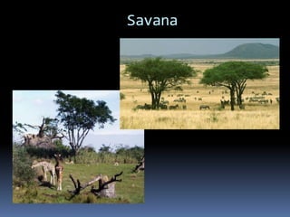 Savana
 