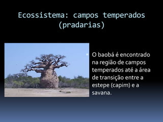 Ecossistema: campos temperados
(pradarias)
 O baobá é encontrado
na região de campos
temperados até a área
de transição entre a
estepe (capim) e a
savana.
 