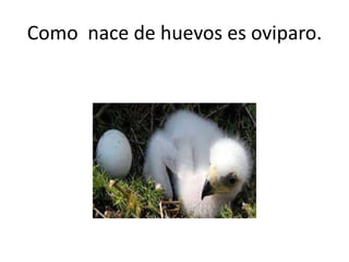 Como nace de huevos es oviparo.
 