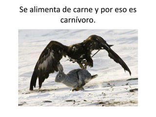 Se alimenta de carne y por eso es
carnívoro.
 