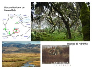 Parque Nacional do
Monte Bale
Bosque de Harenna
 