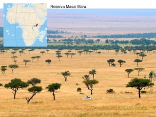 Reserva Masai Mara
 